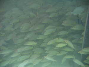 Wall of fish