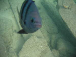 A curious blue fish.