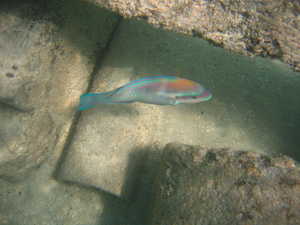 rainbow fish
