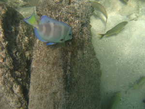 Angel fish