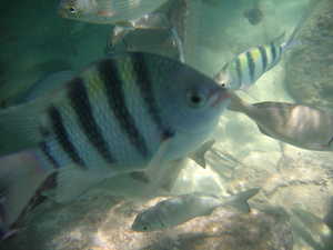 Another curious fish