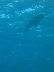 Fish near the surface