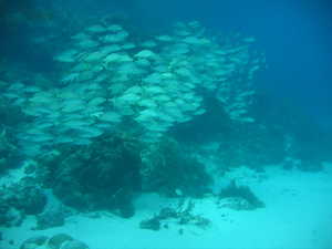 reef school