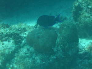 blue fish on the reef