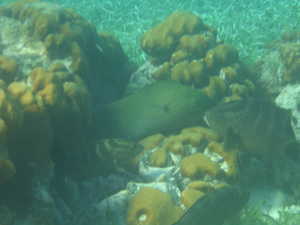 Morray eel
