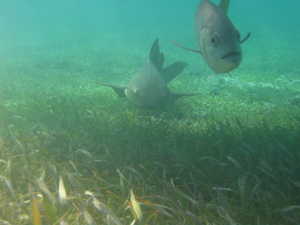 A nurse shark
