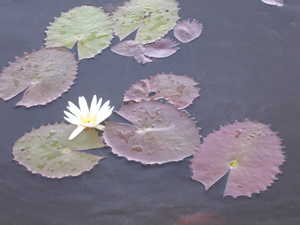 Waterlillies