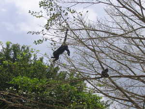 Howler Monkeys