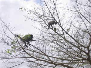 Howler Monkeys spend a lot of their day removing all the leaves from the trees.
