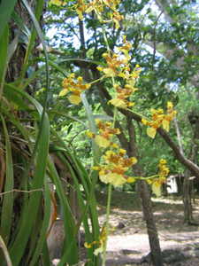 Golden Orchids