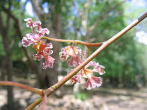 Pink Orchids
