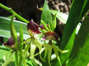 Black Orchids are the national flower of Belize