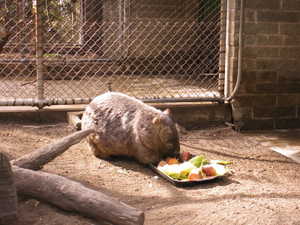 Wombat_Max.jpg