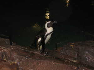 penguin.jpg