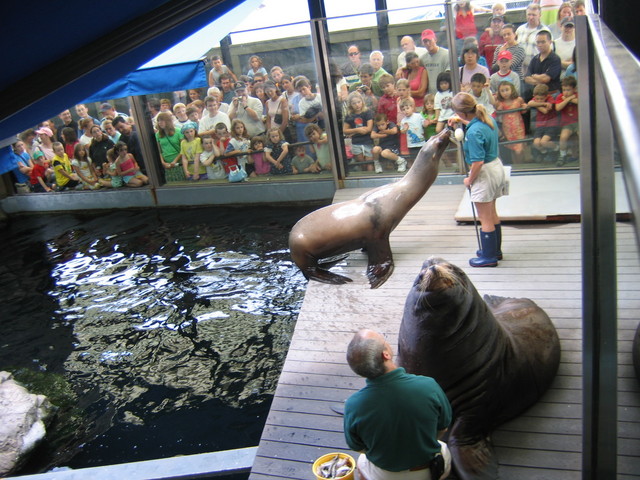 sea_lions.jpg