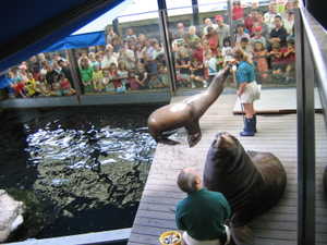 sea_lions.jpg